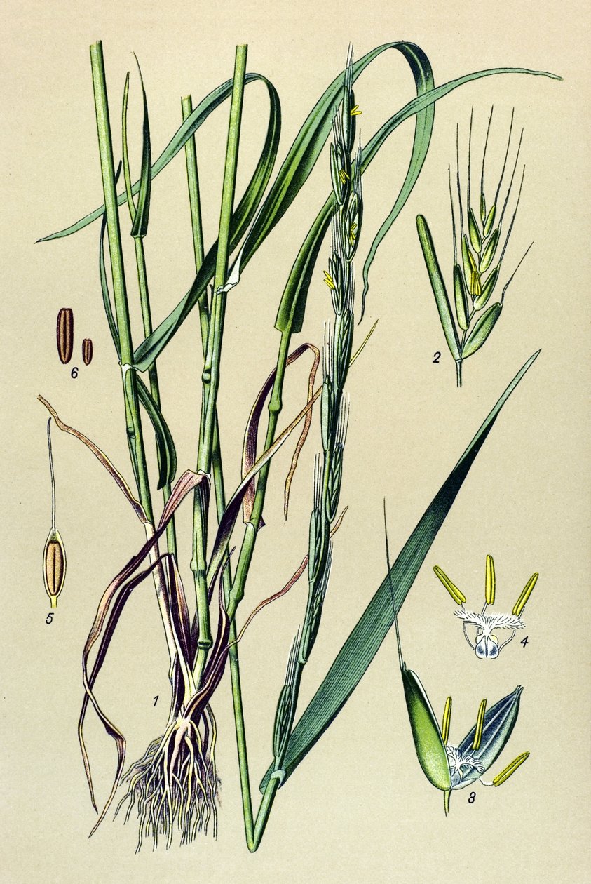 Zehirli bitki (zehirli): sarhoş edici saman (Lolium temulentum) by Unbekannter Künstler