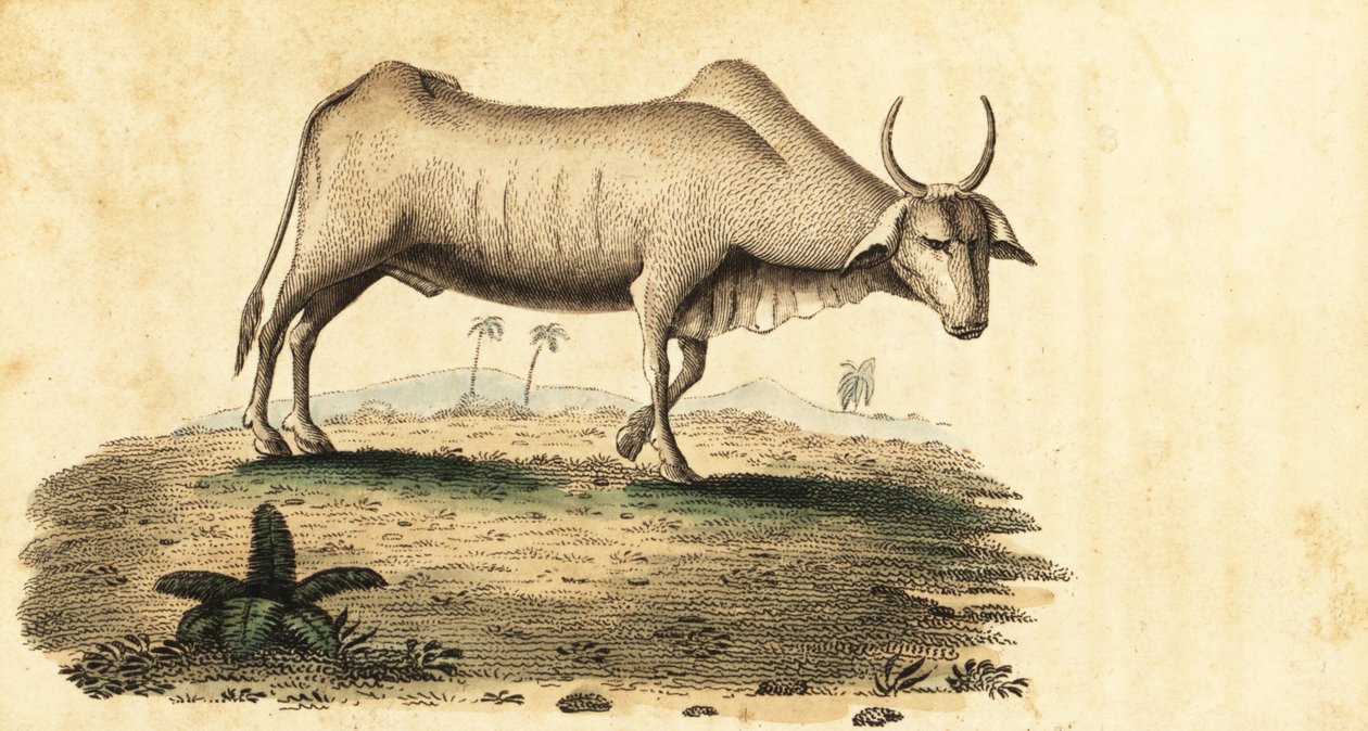 Manda, Bubalus bubalus.,1800 (gravür) by Unbekannter Künstler