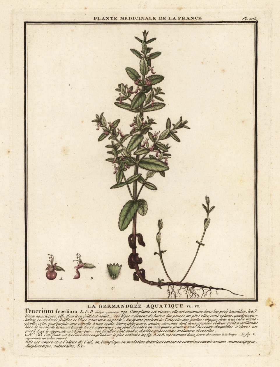 Su alman, Teucrium scordium. by Unbekannter Künstler