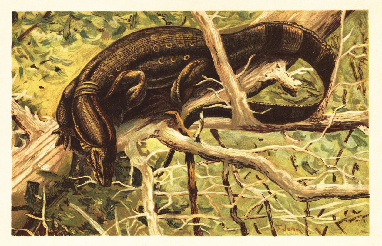 Su izleme kertenkelesi, Varanus kurtarıcı. 1908 (litografi) by Unbekannter Künstler
