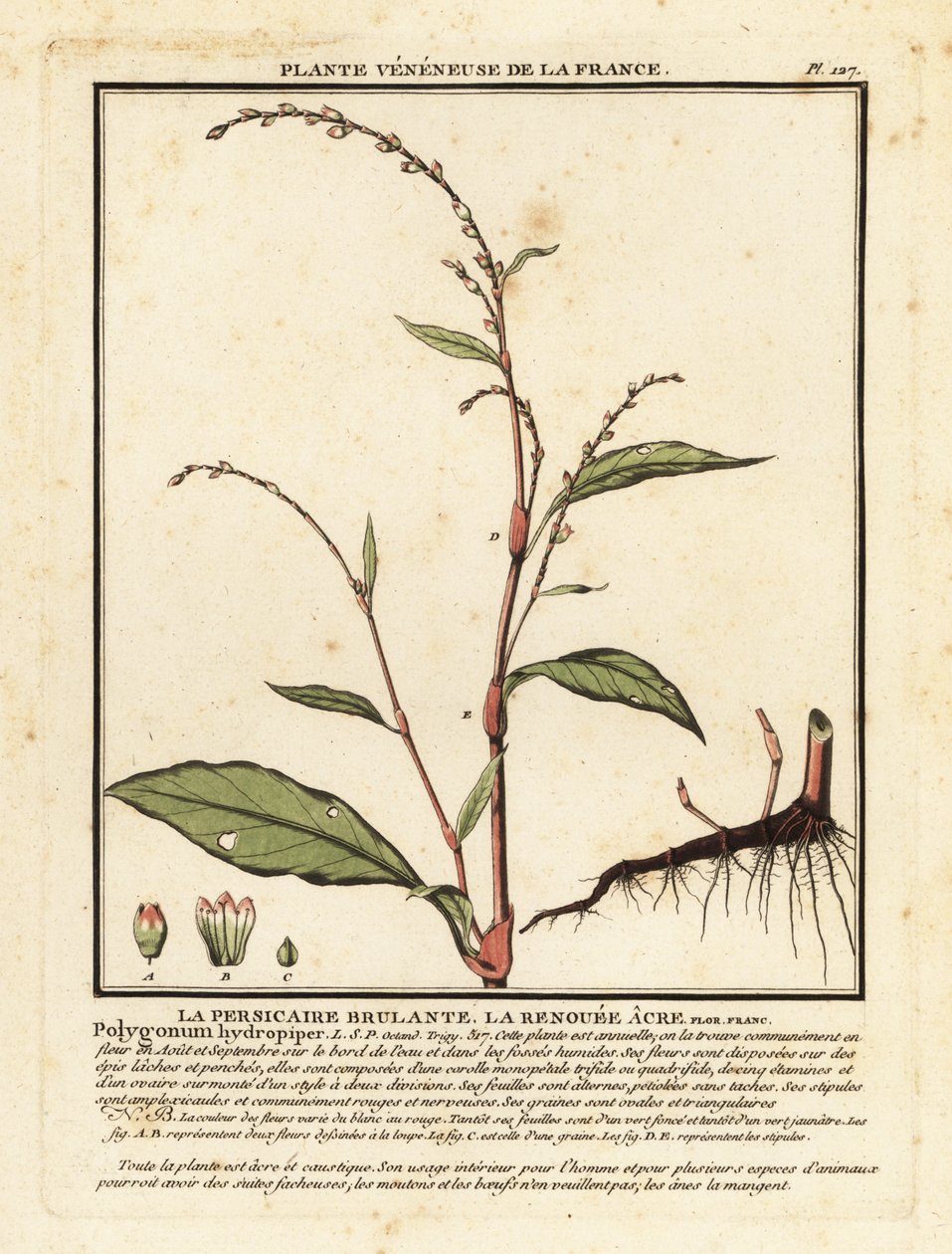 Su biberi, Persicaria hidropiper. by Unbekannter Künstler