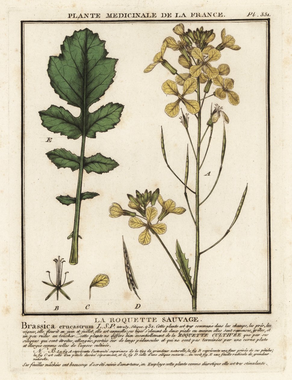 Su teresi yapraklı roket, Erucastrum nasturtiifolium. by Unbekannter Künstler