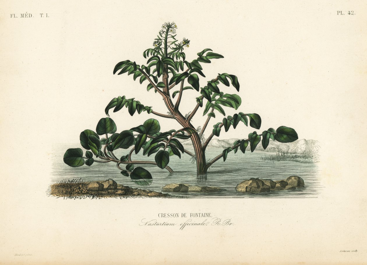 Su teresi veya sarı tere, Nasturtium officinale, Cresson de fontaine by Unbekannt