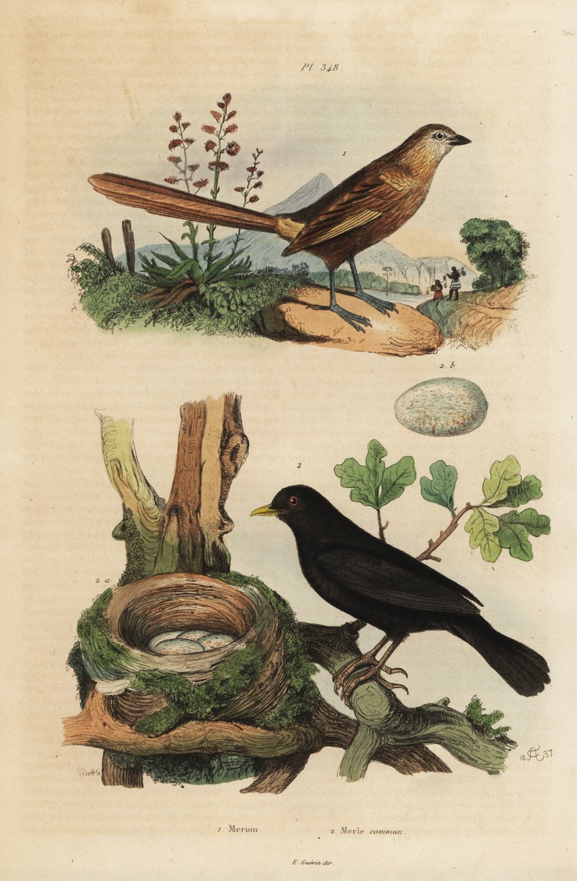 Batı çimen otu, Amytornis textilis 1 ve yuva ve yumurtalı ortak karatavuk, Turdus merula 2. Merion, Merle commun by Unbekannt