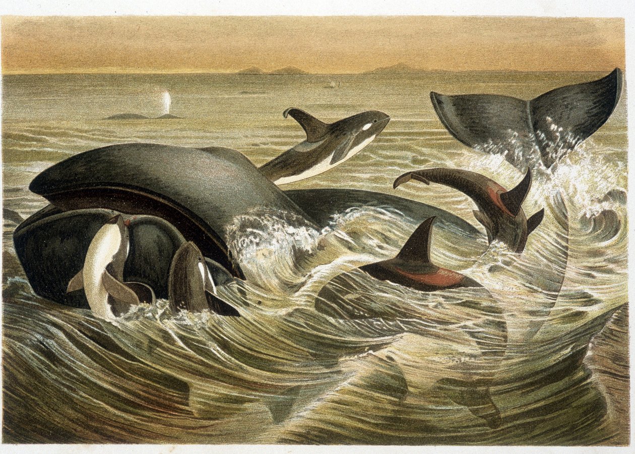 W. Kuhnert tarafından renkli olarak gösterilen Balinalar ve Orklar, A. E. Brehm tarafından “” Vita degli Animali””, 1893 baskısı. by Unbekannt