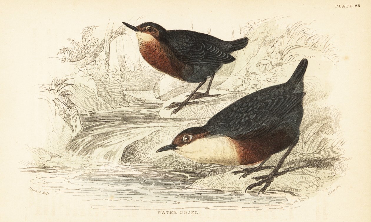 Beyaz boğazlı kepçe veya su ouzel, Cinclus cinclus.1889 (gravür) by Unbekannter Künstler