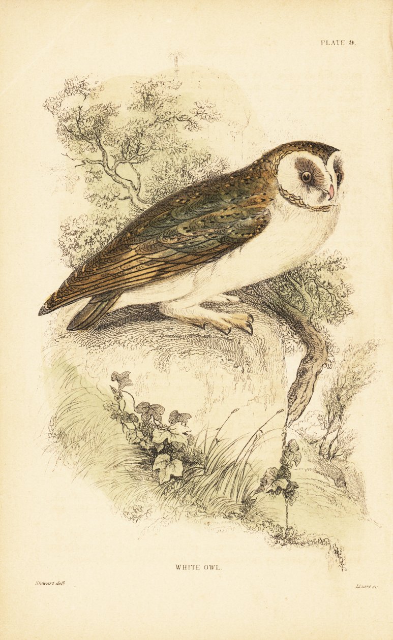 Beyaz baykuş veya peçeli baykuş, Tyto alba, bir kayanın üzerine tünemiş. 1889 (gravür) by Unbekannter Künstler