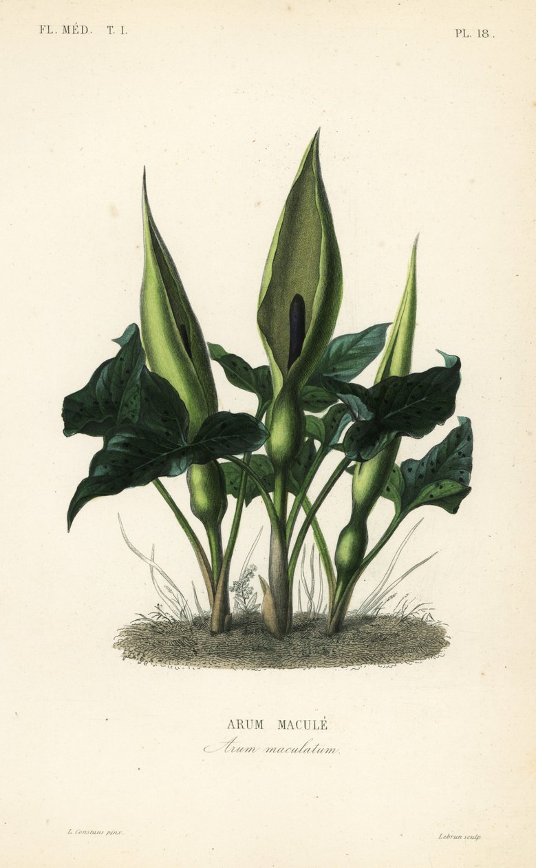 Vahşi arum, lordlar ve bayanlar veya minberde jack, Arum maculatum, Arum macule by Unbekannt