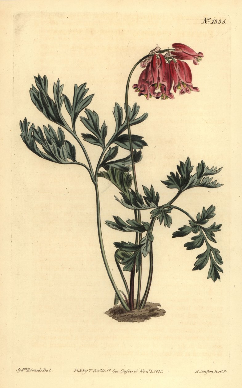 Vahşi kanayan kalp, Dicentra formosa by Unbekannt