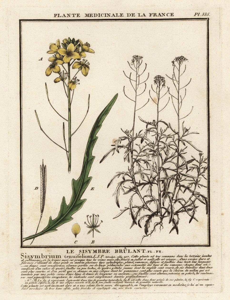 Vahşi roket, Diplotaxis tenuifolia. by Unbekannter Künstler