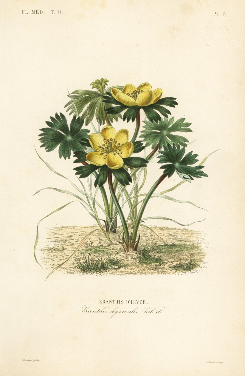 Kış aconite, Eranthis hyemalis, Eranthis d