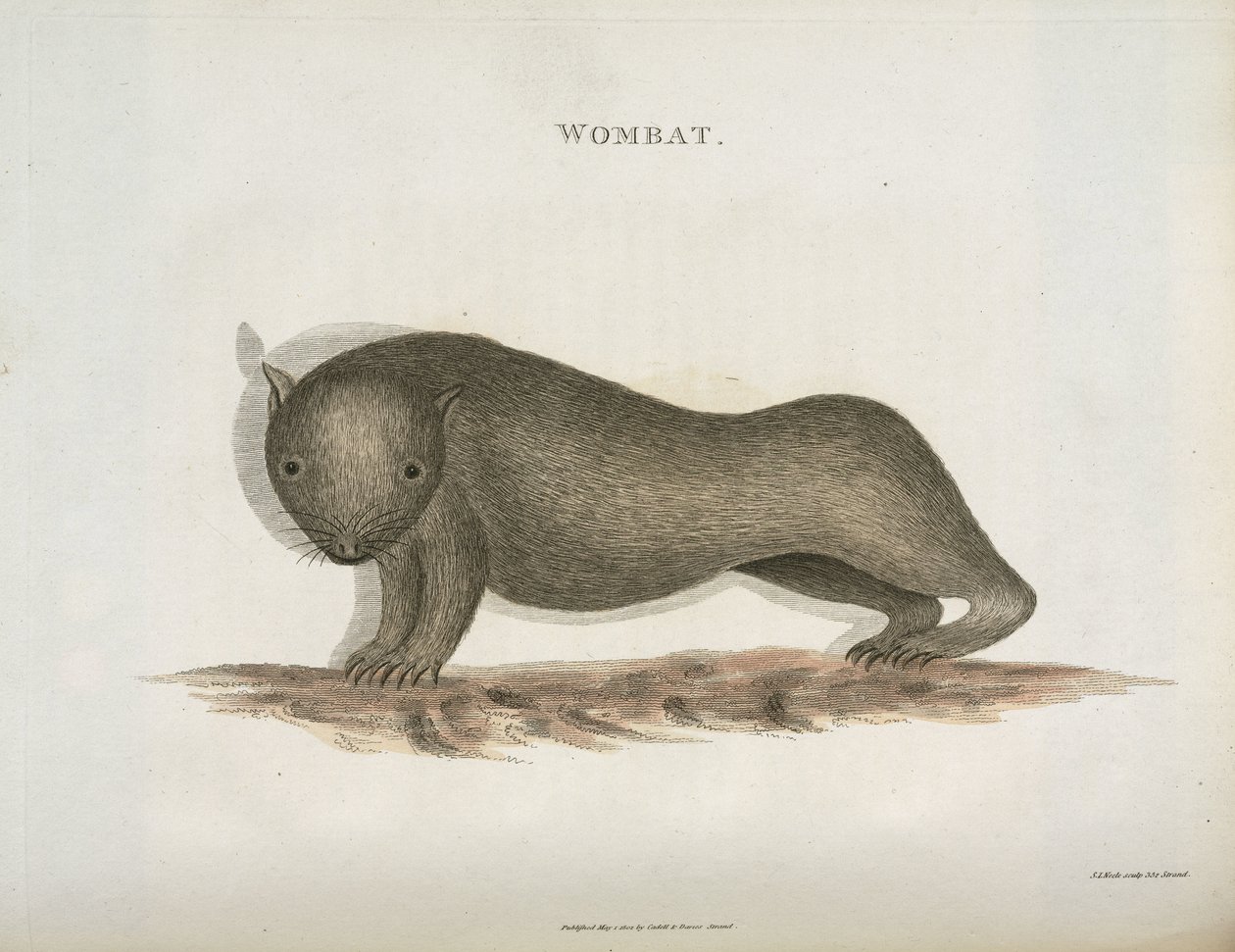 Wombat, Avustralya, c 1798 by Unbekannt
