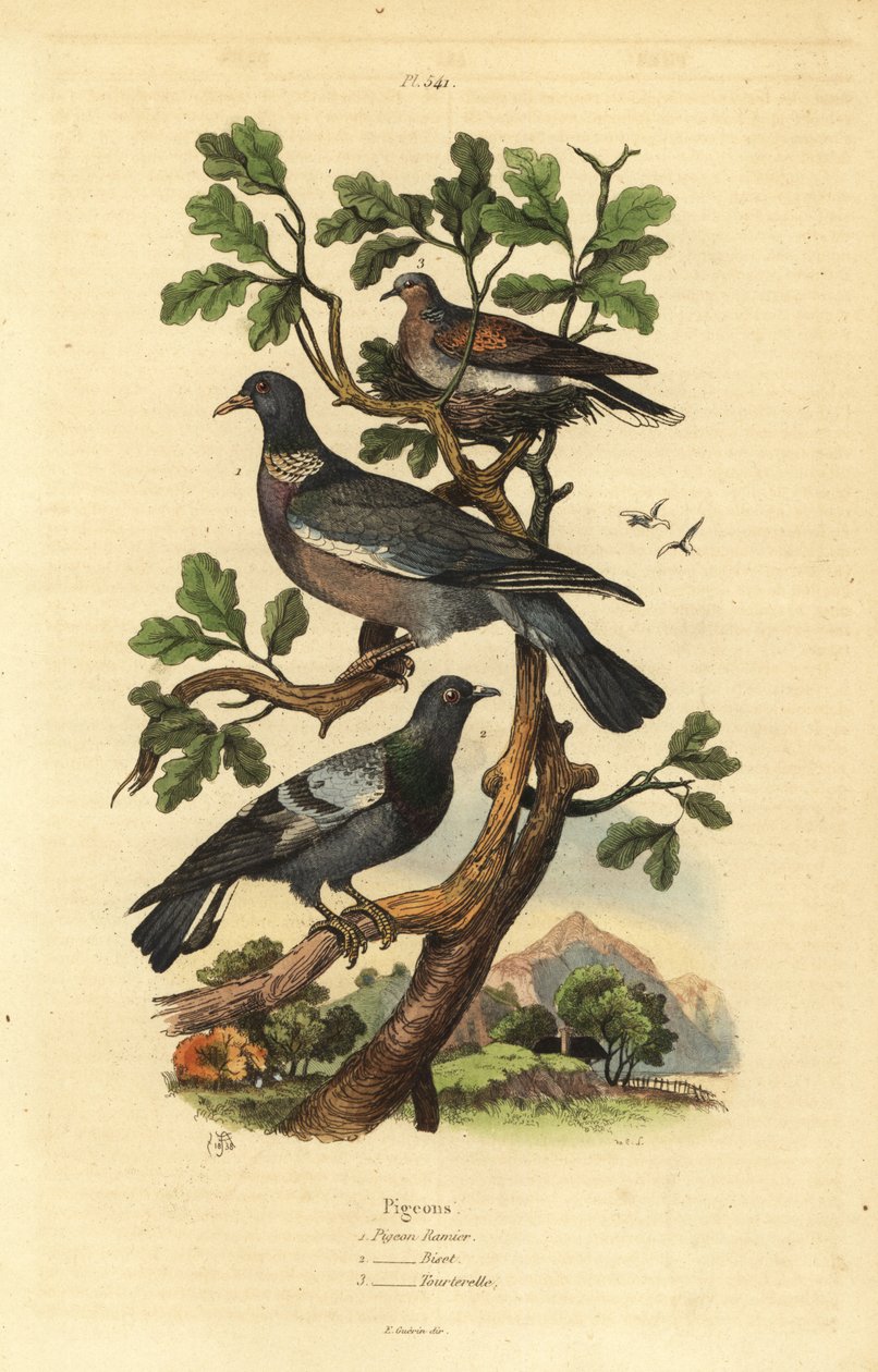 Tahta güvercini, Columba palumbus, adi güvercin, Columba livia ve kumru, Streptopelia risoria by Unbekannt