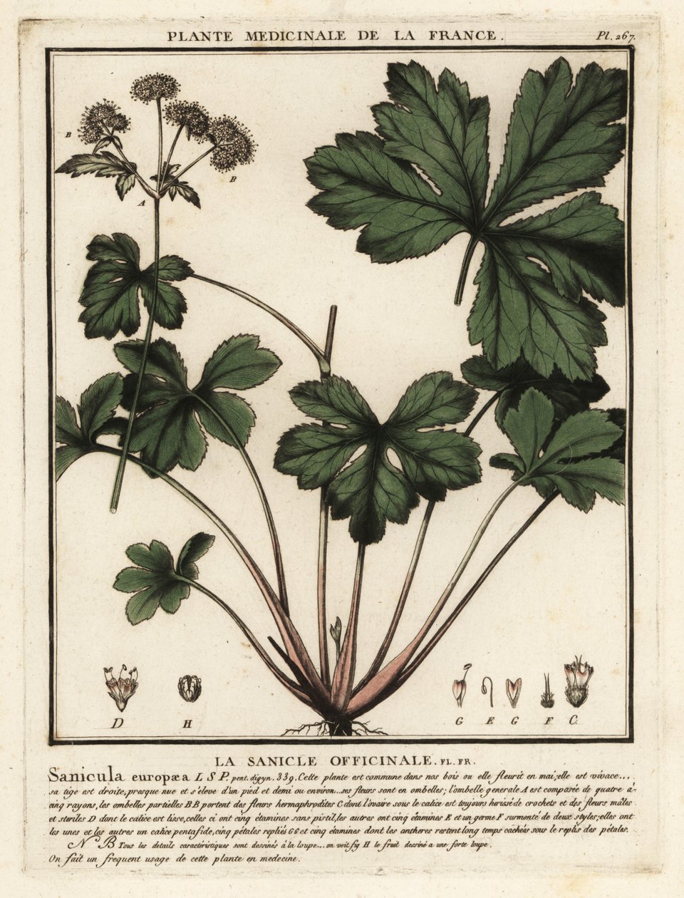 Ahşap sanicle, Sanicula europaea. by Unbekannter Künstler