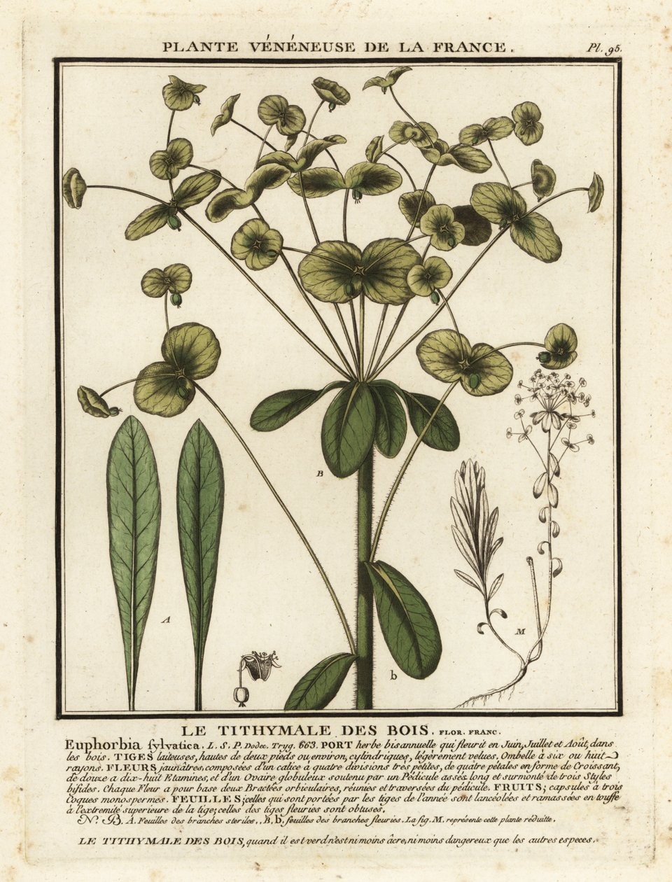 Ahşap sütleğen, Euphorbia amygdaloides. by Unbekannter Künstler