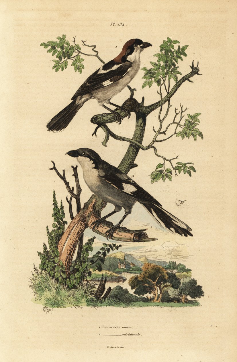 Woodchat örümcek kuşu, Lanius senatörü ve Güney gri örümcek kuşu, Lanius meridionalis by Unbekannt