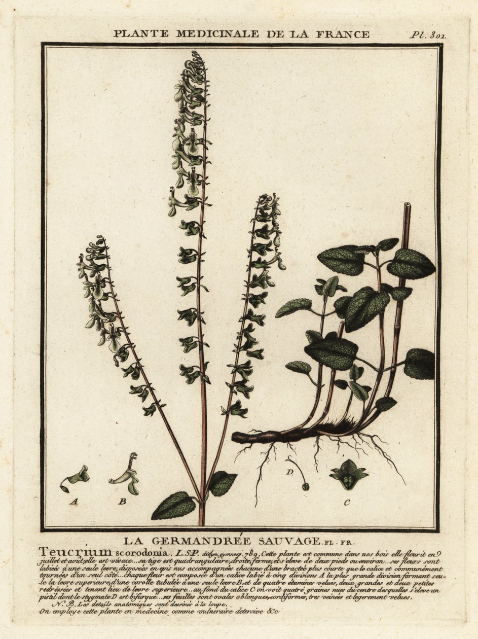 Ormanlık alman, Teucrium scorodonia. by Unbekannter Künstler