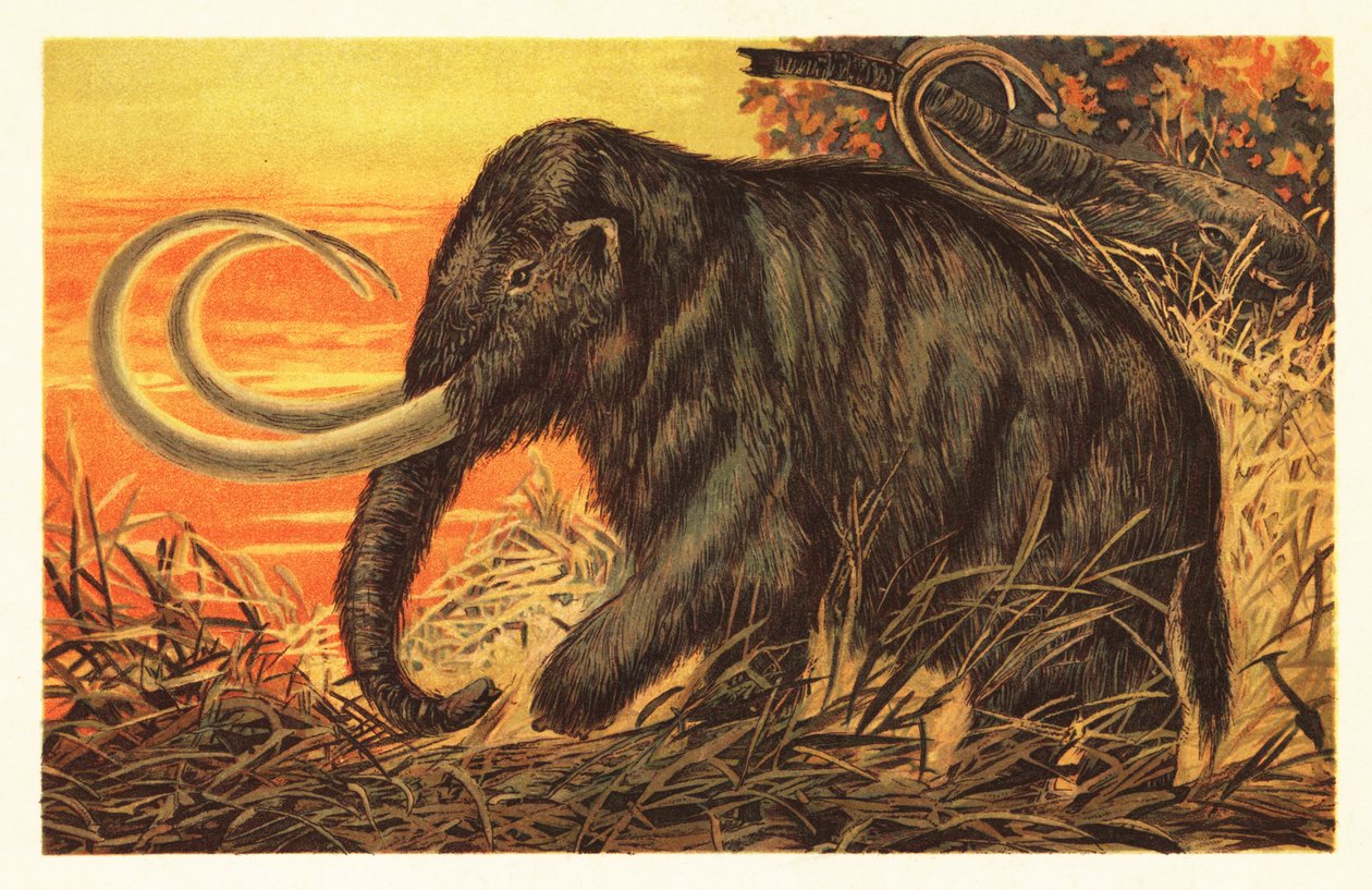 Yünlü mamut, Mammuthus primigenius.1908 (litografi) by Unbekannter Künstler