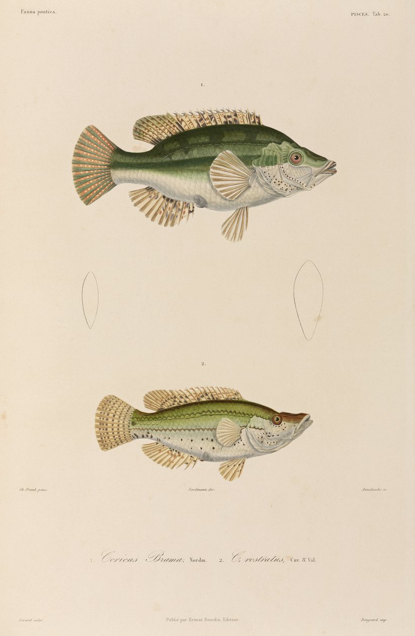 Wrasses, Karadeniz by Unbekannter Künstler