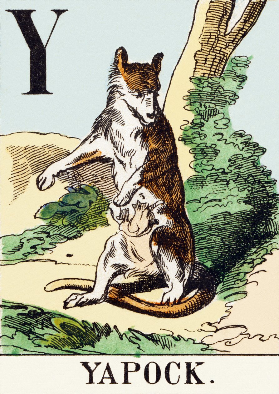 Y : Yapock - Avcılık Alfabesi, c.1890 (gravür) by Unbekannt