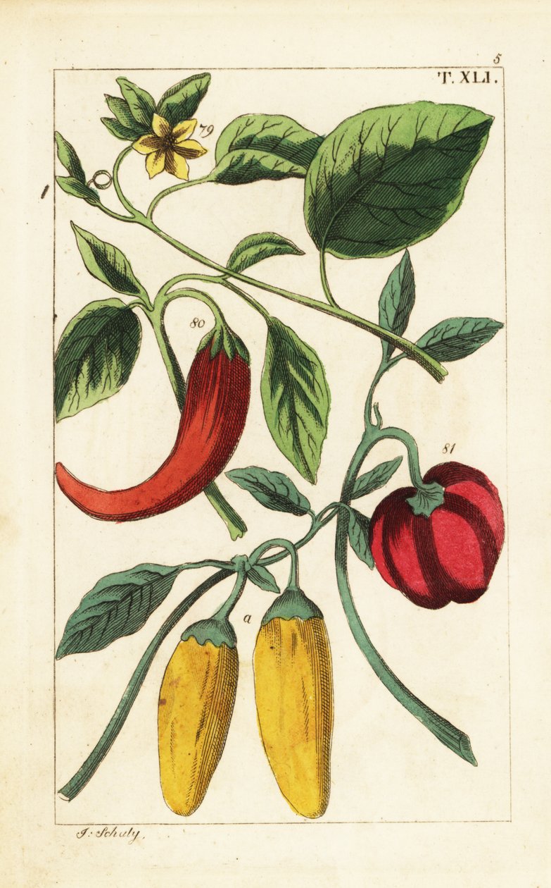 Sarı ve kırmızı dolmalık biber, Capsicum annuum. by Unbekannter Künstler