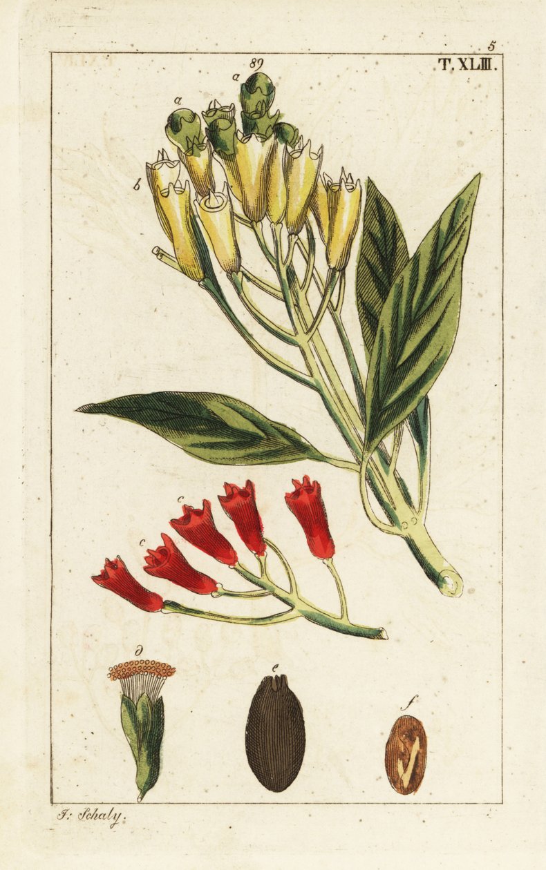 Sarı ve kırmızı karanfil baharatı, Syzygium aromaticum. by Unbekannter Künstler