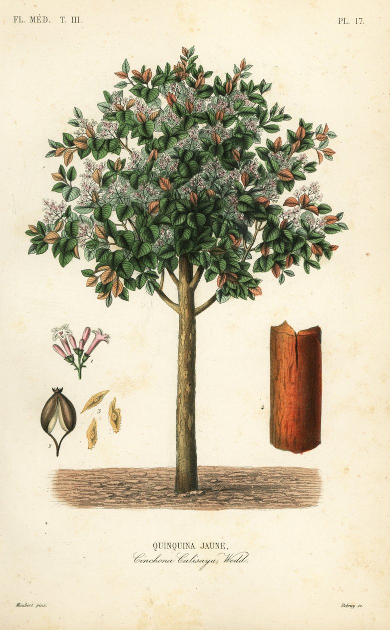 Sarı kınakına kabuğu, Cinchona calisaya, Quinquina jaune by Unbekannt