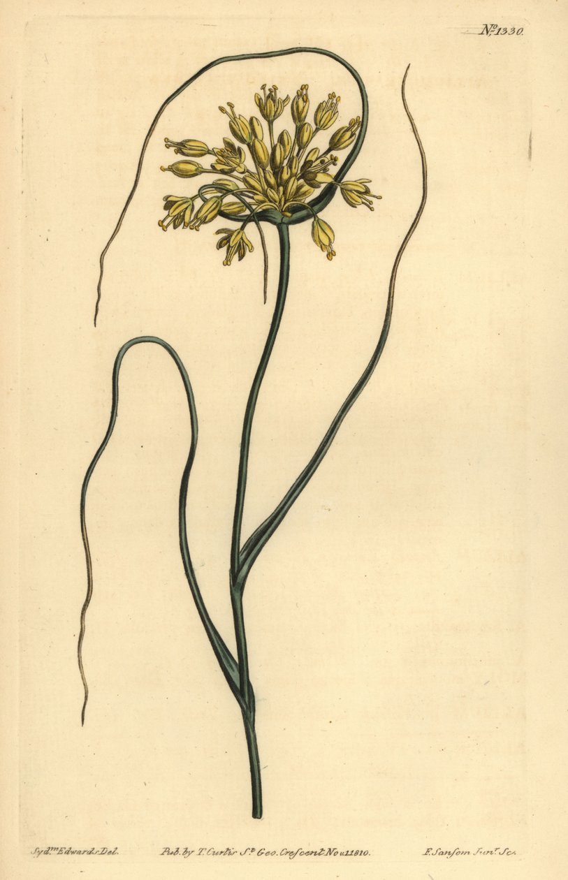 Sarı sarımsak, Allium flavum by Unbekannt