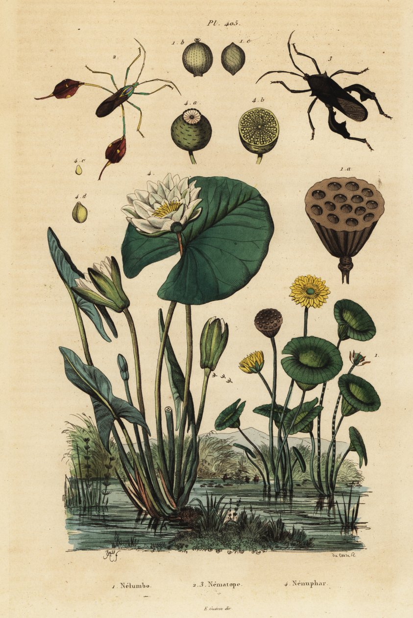 Sarı lotus, Nelumbo lutea 1, yaprak ayaklı böcekler, Anisoscelis foliaceus 2 ve Anoplocnemis curvipes 3 ve beyaz nilüfer, Nymphaea alba 4 by Unbekannt