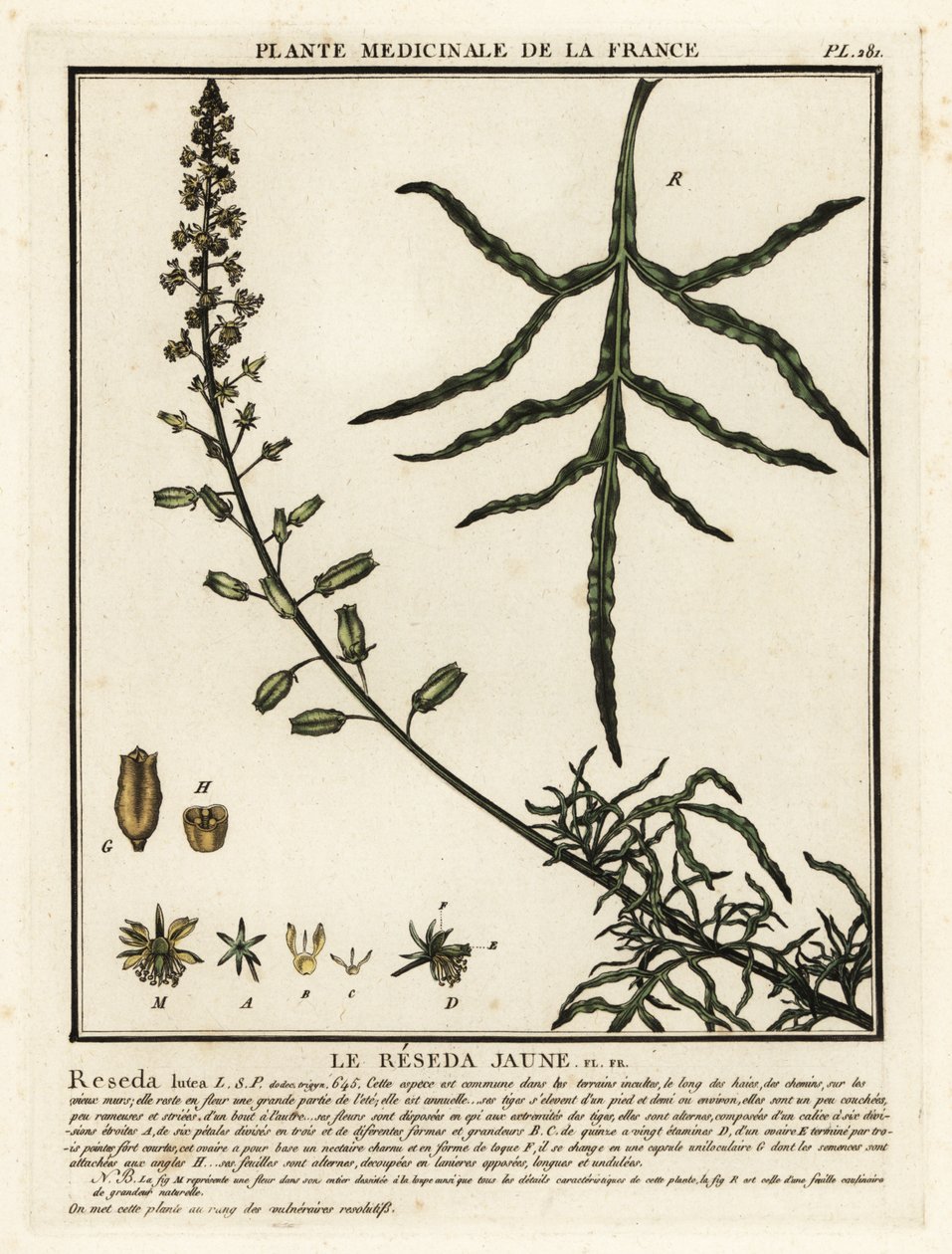 Sarı mignonette, Reseda lutea. by Unbekannter Künstler