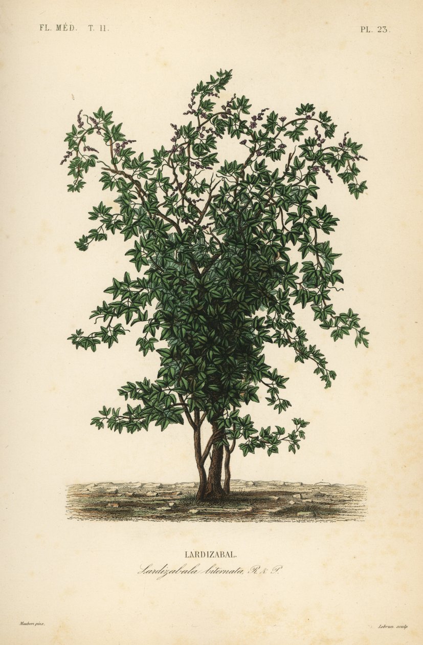 Zabala veya coguil meyve ağacı, Lardizabala biternata, Lardizabal by Unbekannt