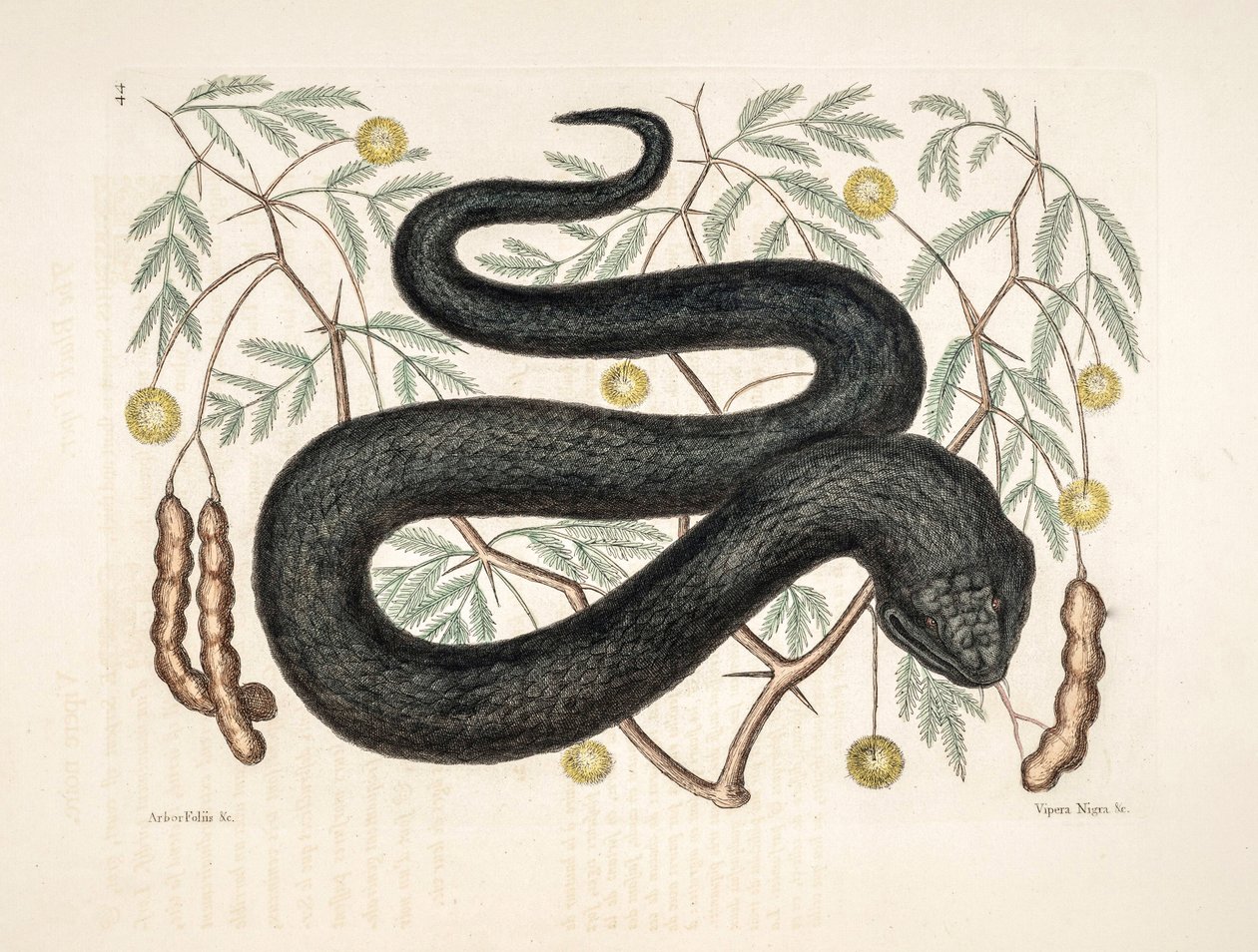 Hayvanat Bahçesi İllüstrasyonu/Vipera nigra/Kara Engerek by Unbekannter Künstler