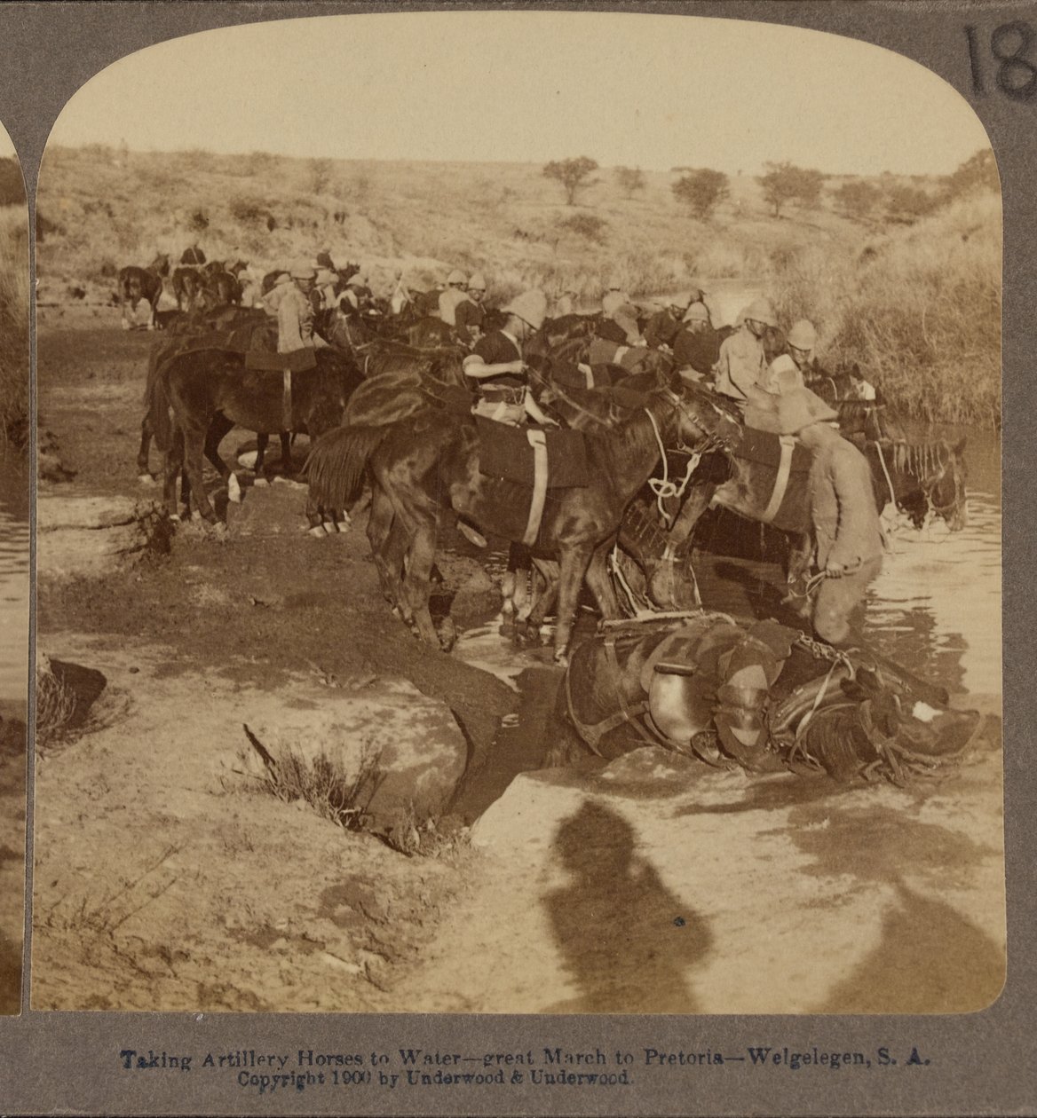 Sulama Topçu atları, Welgelegen, Güney Afrika by Underwood and Underwood