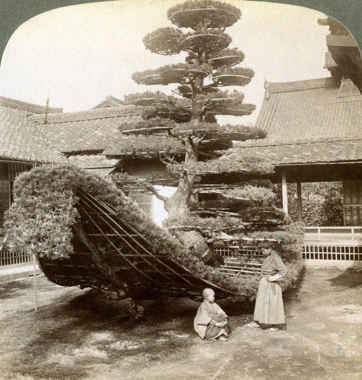Tekne şeklinde eğitilmiş tek bir çam, Kinkaku-ji Manastırı, Kyoto, Japonya, 1904 by Underwood and Underwood