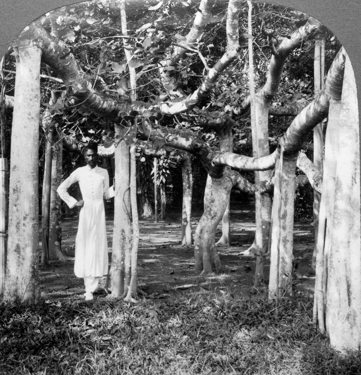 Banyan ağacının kökleri arasında, Kalküta, Hindistan, 1900'ler. by Underwood and Underwood