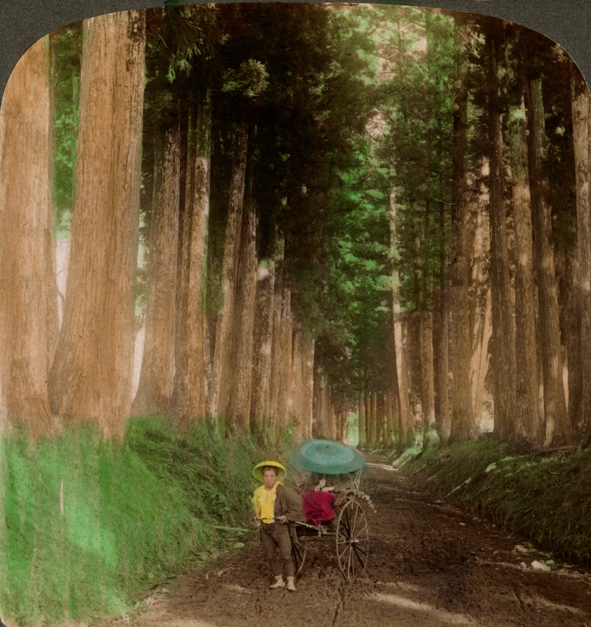 Cryptomeria sedir ağaçlarının bulunduğu bir cadde, Nikko, Japonya, 1896. by Underwood and Underwood