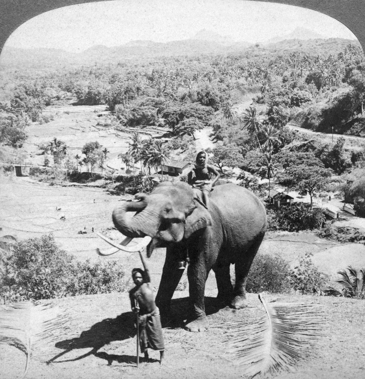 Bir fil ve bekçisi, Sri Lanka, 1902. by Underwood and Underwood