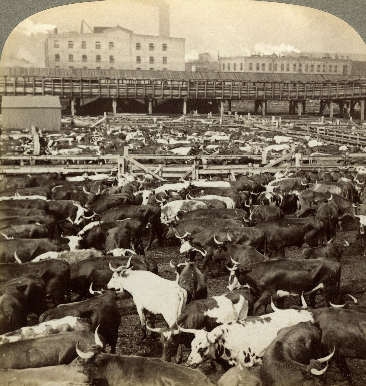 Sığır, Great Union Stock Yards, Chicago, Illinois, ABD. by Underwood and Underwood