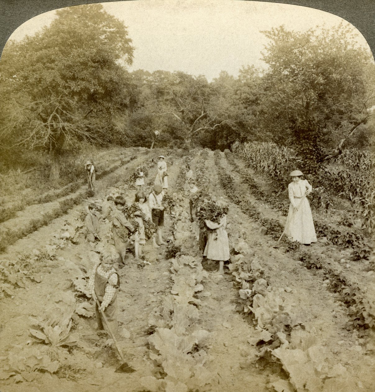 Bir sebze bahçesinde çalışan çocuklar, Kurtuluş Ordusu Evi, Spring Valley, New York, ABD. by Underwood and Underwood