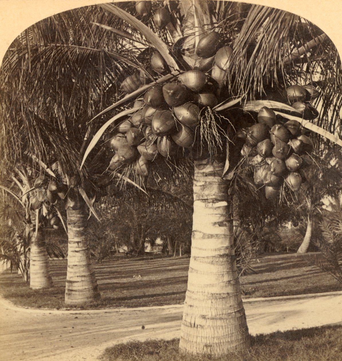 Florida'nın beyaz kumlarında Hindistan cevizi ağaçları. ABD, c1900. by Underwood and Underwood