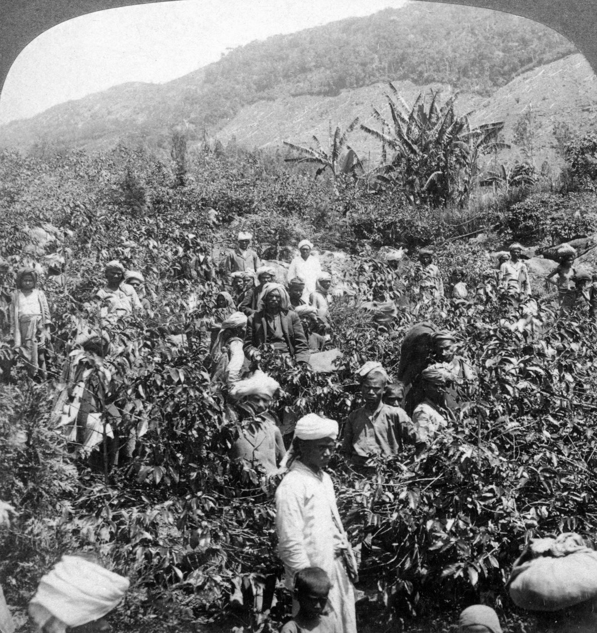 Sir Thomas Liptons arazisinde kahve toplama, Dambutenne, Sri Lanka, 1903. by Underwood and Underwood