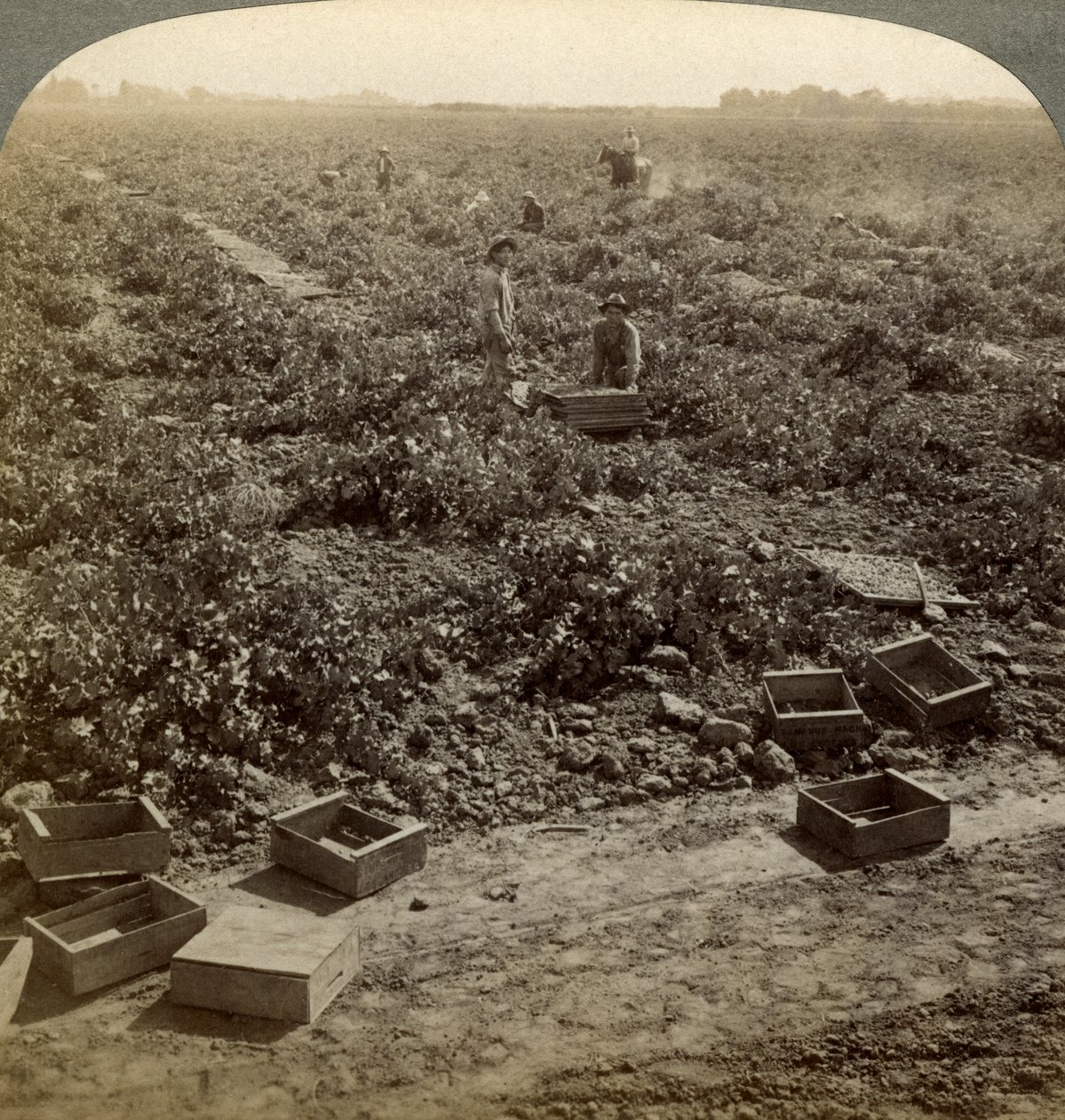 Kuru üzüm, Fresno, San Joaquin Valley, California, ABD. by Underwood and Underwood