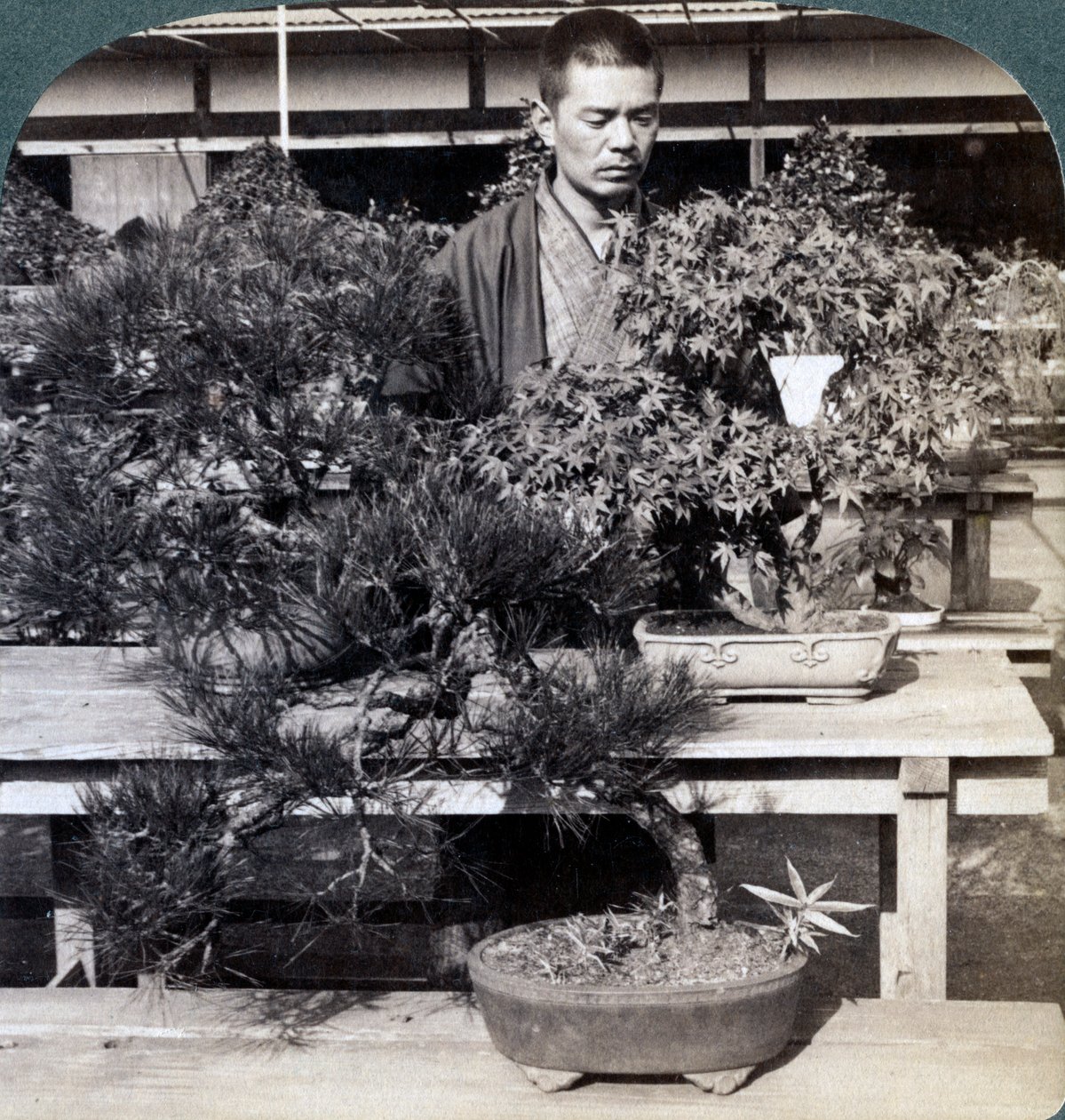 Count Okumas serasında cüce çamlar ve akçaağaçlar, Tokyo, Japonya, 1904 by Underwood and Underwood