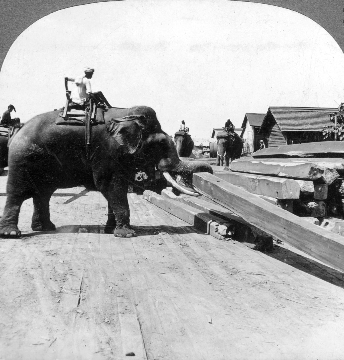Kereste hareket eden filler, Rangoon, Burma Myanmar, 1900
