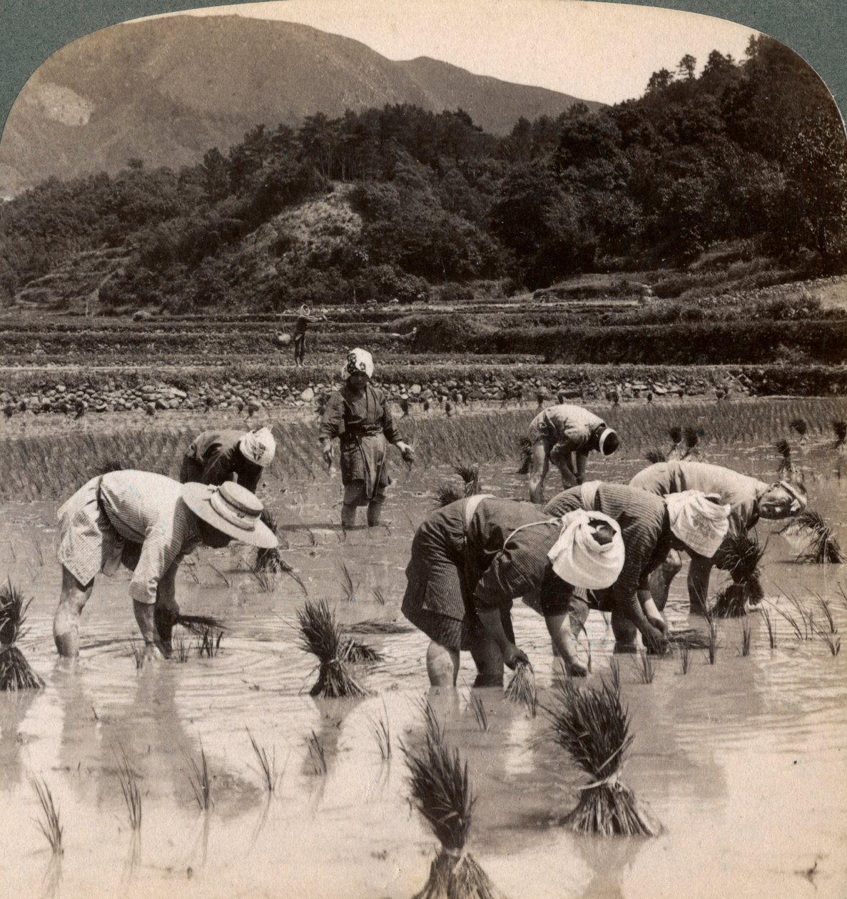 Kyoto yakınlarında pirinç filizleri eken çiftlik işçileri, Japonya, 1904 by Underwood and Underwood