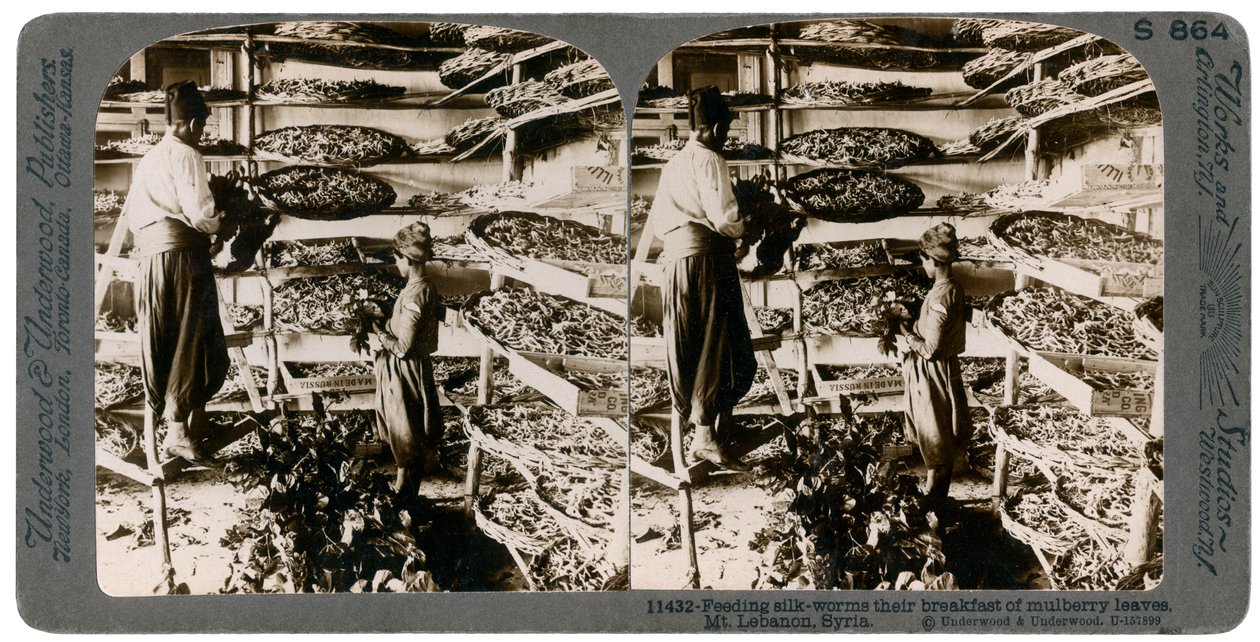 İpekböceklerini dut yapraklarıyla besleyen kahvaltı, Lübnan dağları, Suriye, 20. yüzyıl by Underwood and Underwood