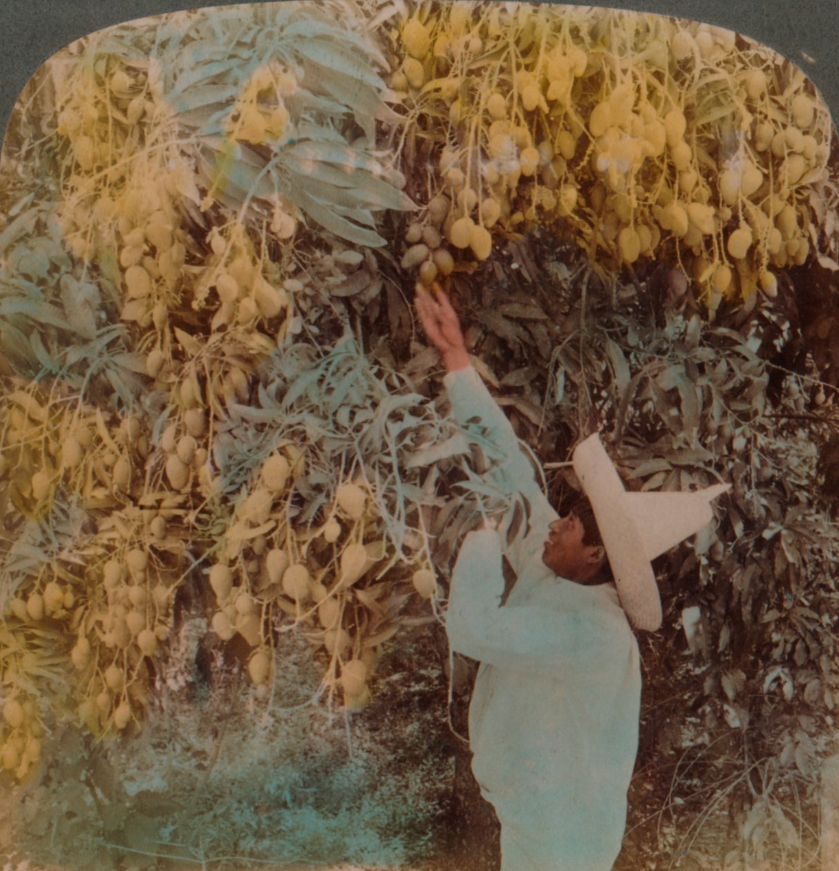 Ağır yüklü bir mango ağacından tatlı meyve toplama, Cuernavaca, Meksika, 1907. Sanatçılar: Elmer Underwood, Bert Elias Underwood. by Underwood and Underwood