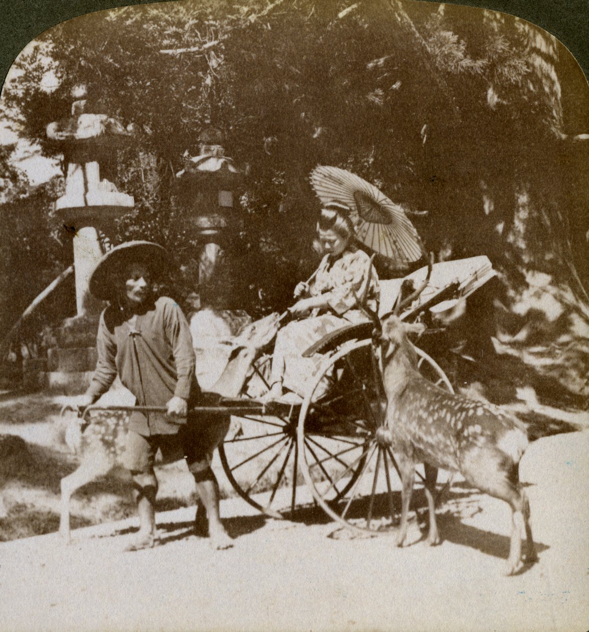 Duaya giderken kutsal geyiği besleyen kız, Kasuga Tapınağı arazisi, Nara, Japonya, 1904 by Underwood and Underwood