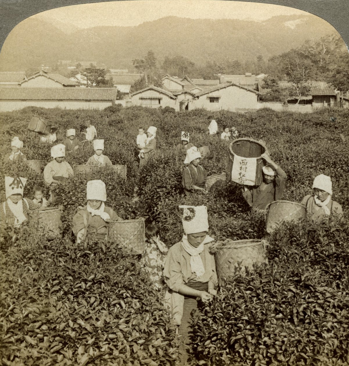 Çay toplayan kızlar, Uji, Japonya. by Underwood and Underwood