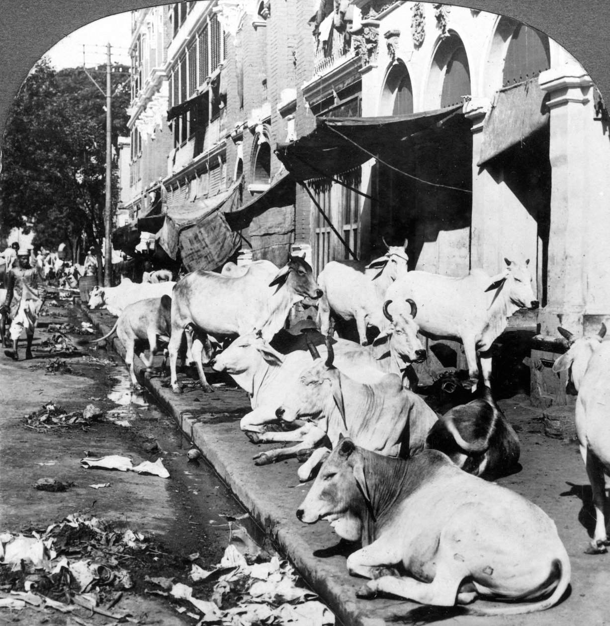 Hindu inekleri Harrison Caddesi, Kalküta, Hindistan, 1900